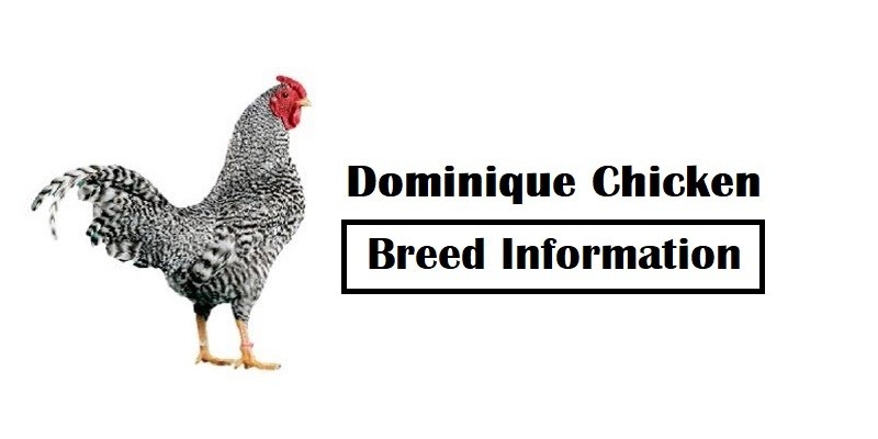 Dominique Chicken Breed