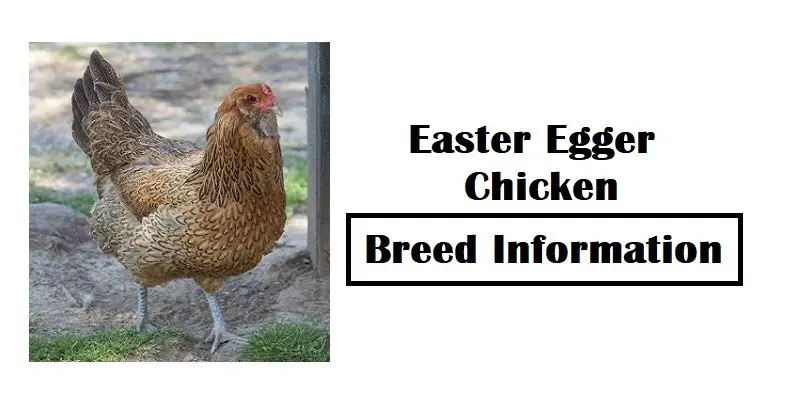 Easter-Egger-Chicken-Breed