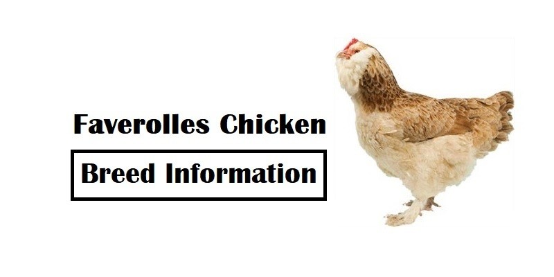 Faverolles-Chicken-Breed