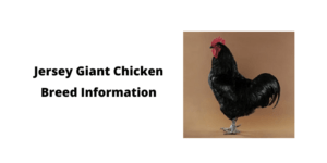 Jersey Giant Chicken: Size, Egg Laying, Colors, Temperament