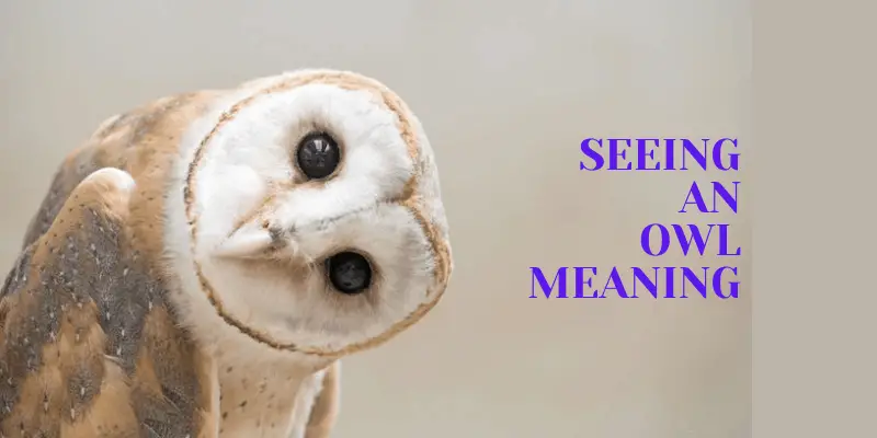 Seeing an Owl Meaning