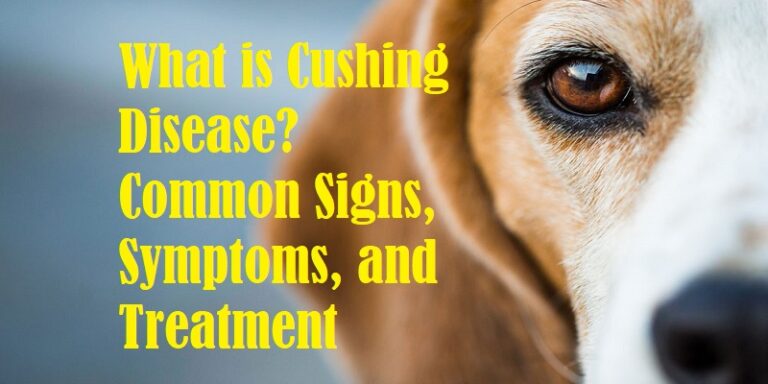 What Is Cushing Disease? Common Signs And Symptoms