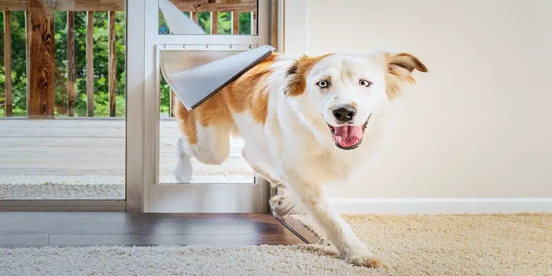 Installing a Dog Door