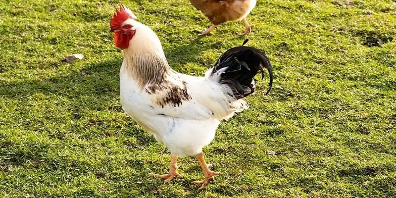 American Game Chicken Breed