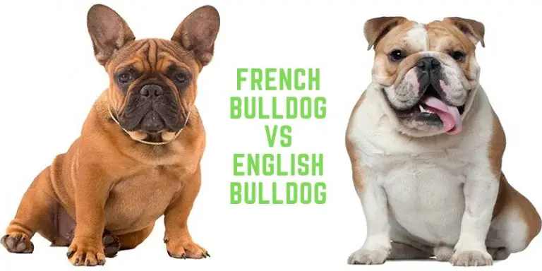 What the Difference Between English and French Bulldogs