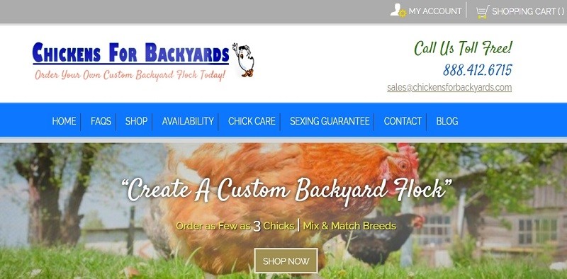 Chickens for Backyards