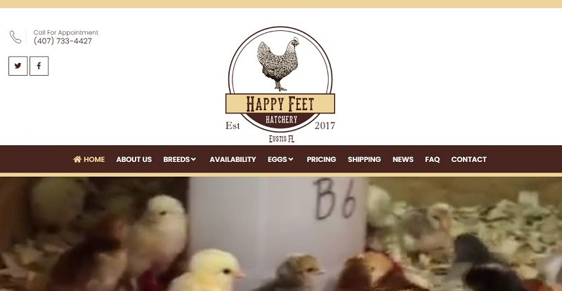 Happy Feet Hatchery