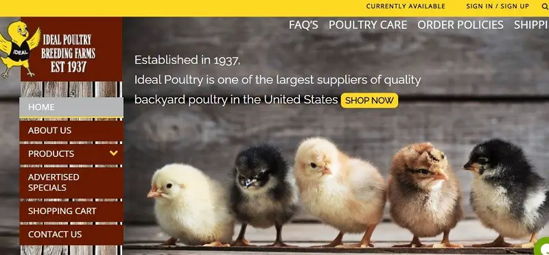 Ideal Poultry
