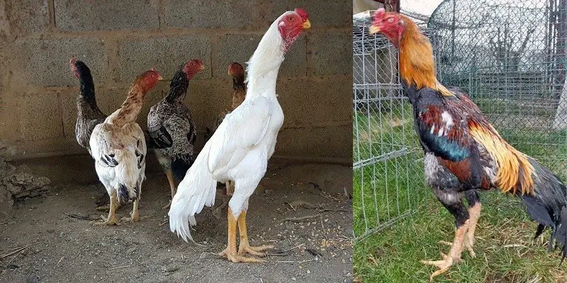 Shamo Chicken Breed