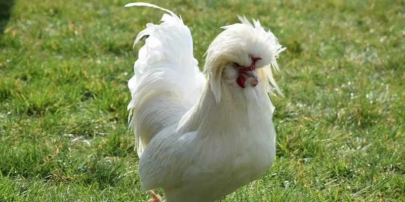 Sultan Chicken Breed