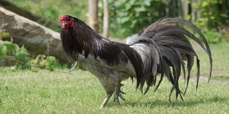 Sumatra Chicken Breed