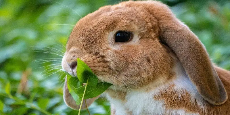 Tips to Keep your Rabbit Happy and Healthy