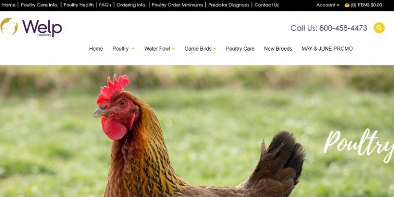 21 Best Hatcheries To Buy Chickens Online [Buying Guide]