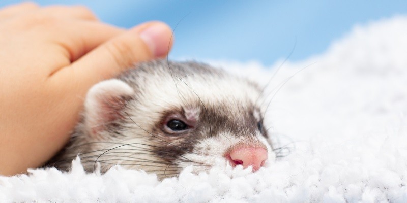 Crucial Care Tips for New Ferret Owners