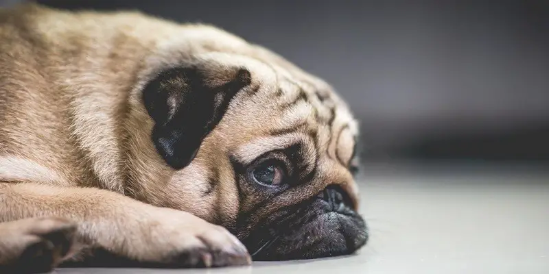 What You Should Do to Help Your Stressed Dog