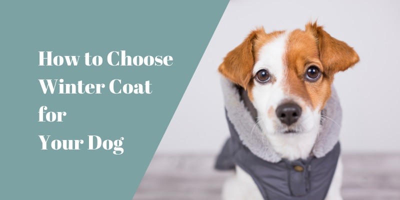 How to Choose A Great Winter Coat for Your Dog