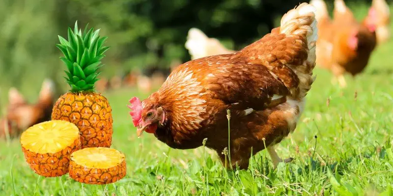 Can Chickens Eat Pineapple?