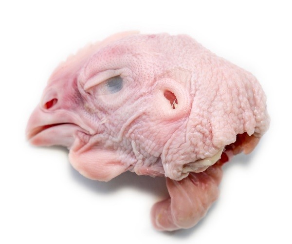 Can A Chicken Survive Without Its Head