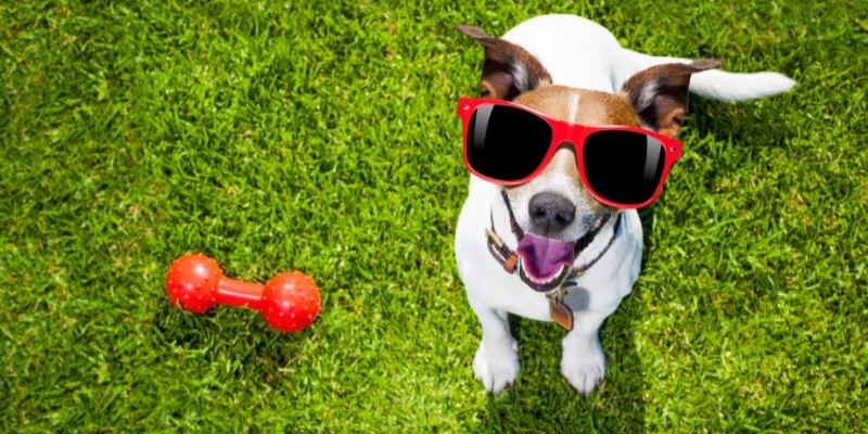 Choose the Right Dog Toys for Your Pet