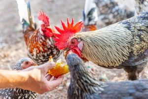 Do People Eat Roosters? Can You Eat Roosters?