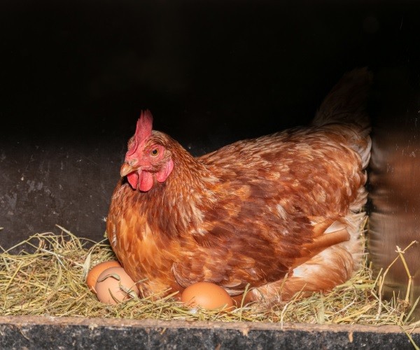 Each Nest Should Be Well Set Up for Egg Laying