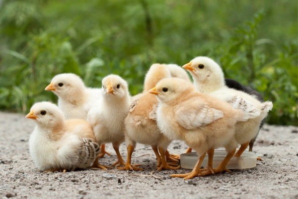 How To Tell Female And Male Baby Chickens Apart