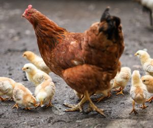 What Sounds Do Chickens Make? [11 Common Sounds Of Chicken]