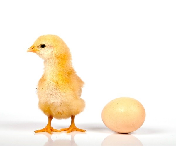 What Is A Female Baby Chicken Called