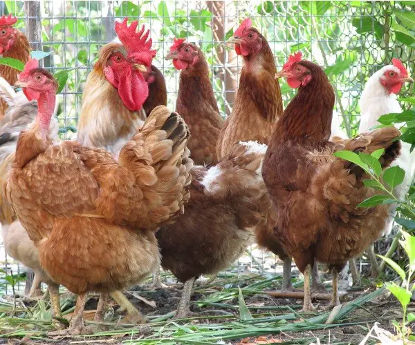 What Is A Group Of Hens Called