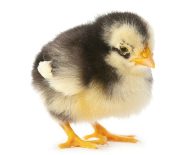 What Is A Male Baby Chickens Called