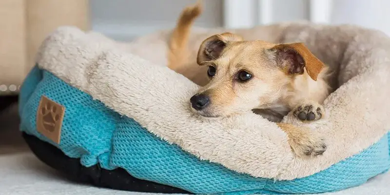 Things to Consider When Buying Dog Beds