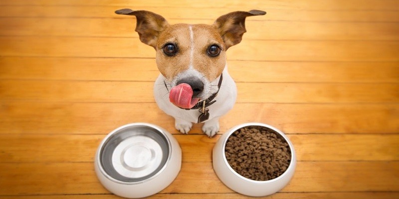 Dog Food and Basic Feeding Tips
