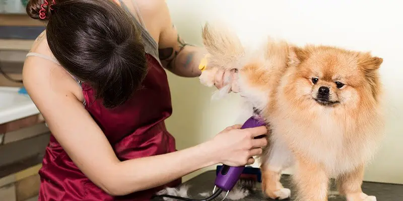 Essentials Every Dog Grooming Kit Should Have