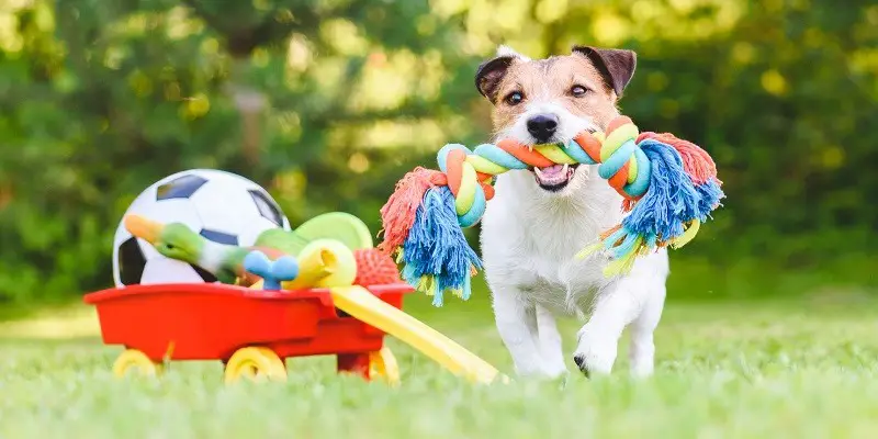 Guide To Care And Cleaning Of Your Dog’s Toys