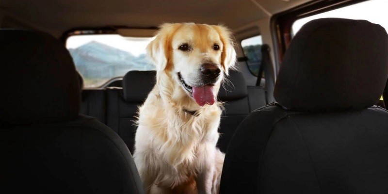How To Choose The Right Dog Car Seat Cover