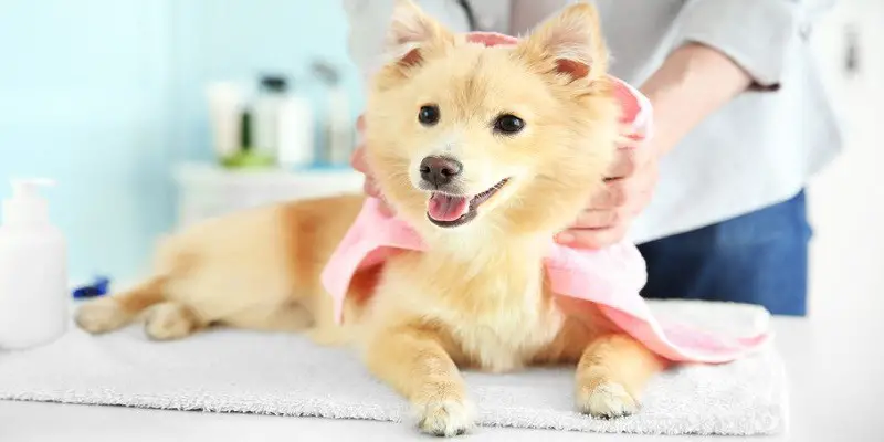 Pet Grooming Tips to Keep Them Looking Good