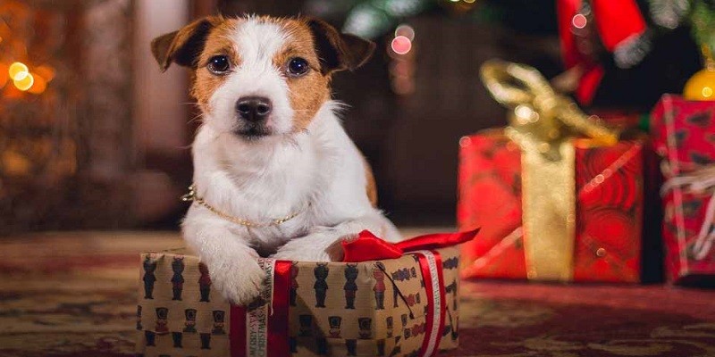 Things Every Dog Wants For The Holidays