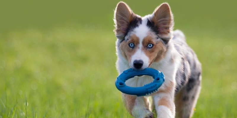 What Are The Benefits Of Using Dog Toys
