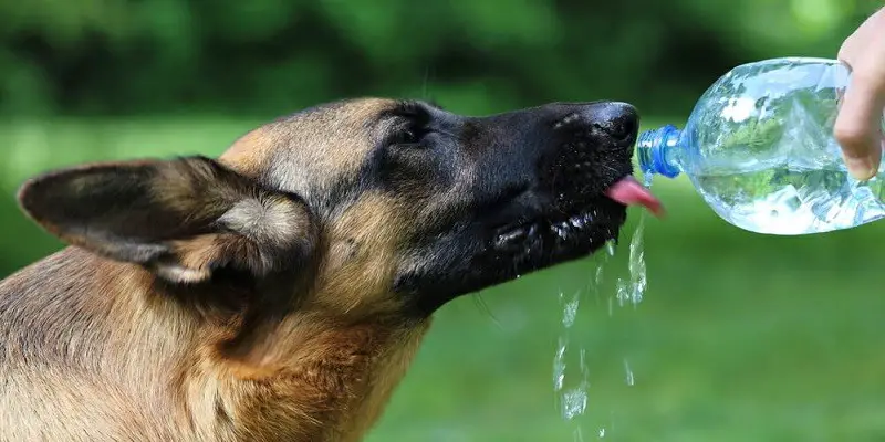 Why Should You Carry a Water Bottle for Your Pets