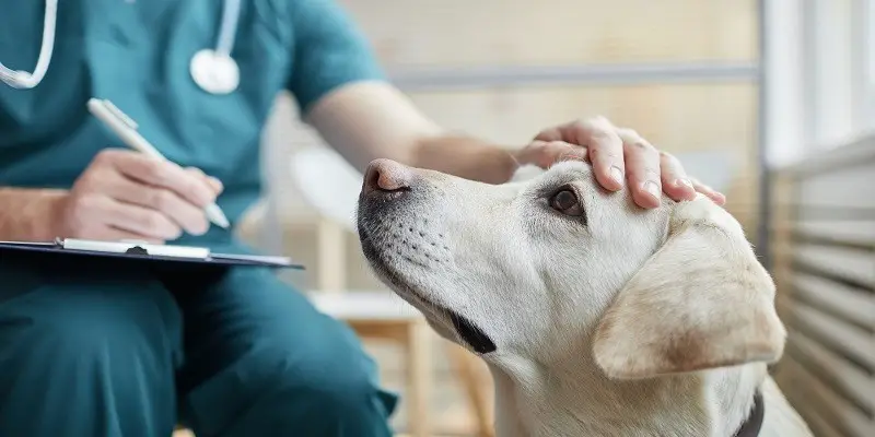 Amend the Veterinary Professional Oaths with Galaxy Vets Campaign