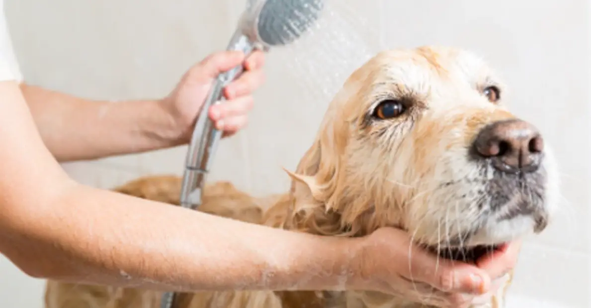 Choosing The Right Grooming Tools For Your Dog