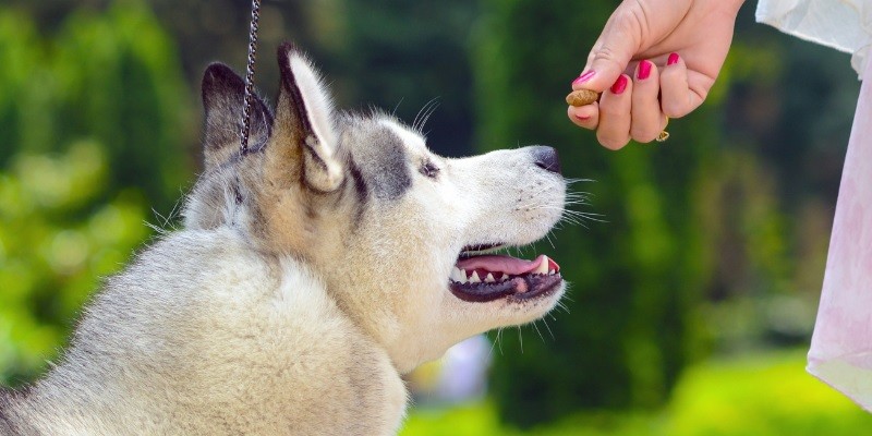 Feeding Tips To Keep Your Dog At A Healthy