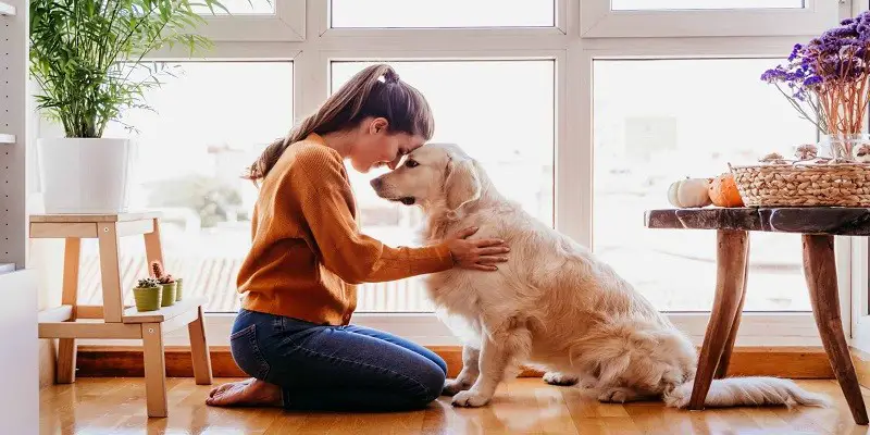 How to Care for Your Pet's Basic Needs