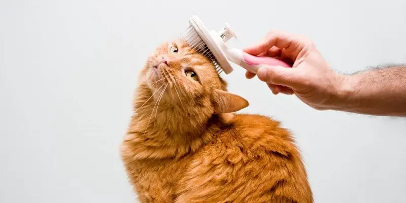 The Ultimate Guide To Grooming Your Cat