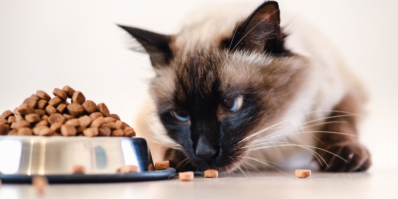 Tips For Choosing The Right Cat Food Bowls