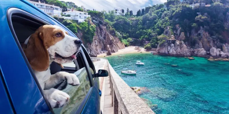 Tips For Safe Car Travel With Your Dog