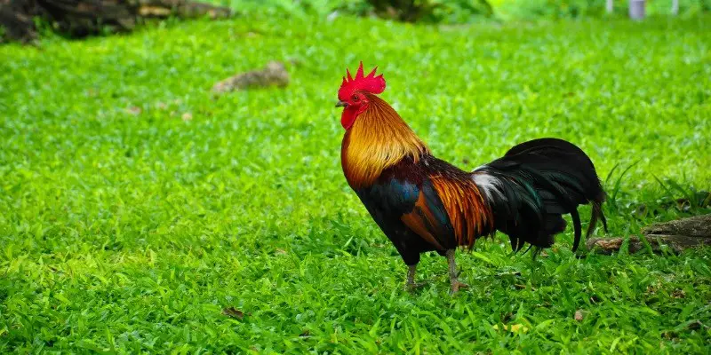 Are All Male Chickens Roosters