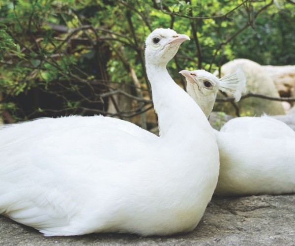 Are White Peacocks Male or Female