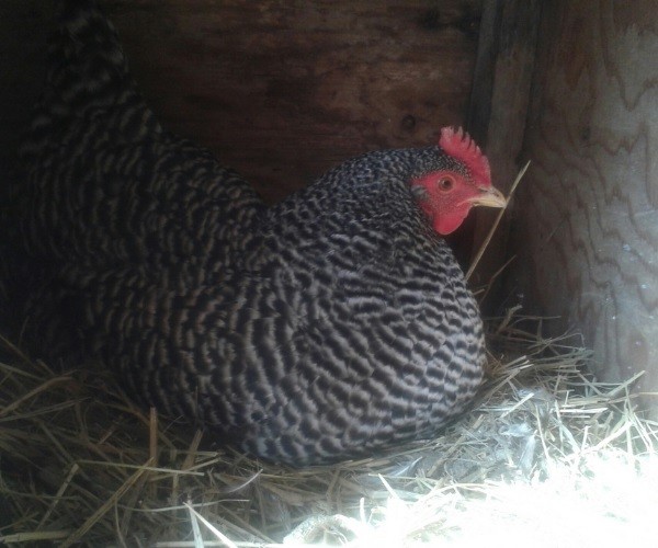 Barred Rock Chickens Lay Eggs