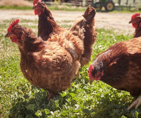 Best Way to Feed Lavender To Chickens